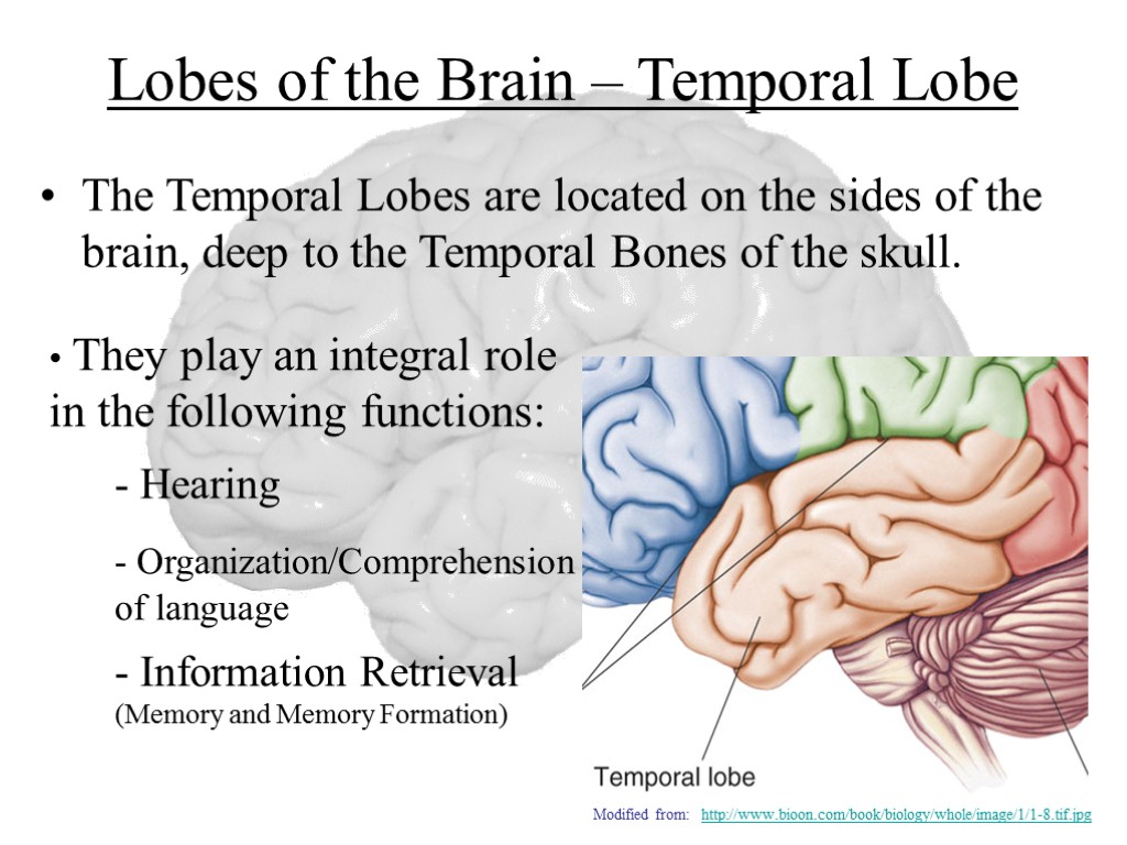 Lobes of the Brain – Temporal Lobe The Temporal Lobes are located on the
